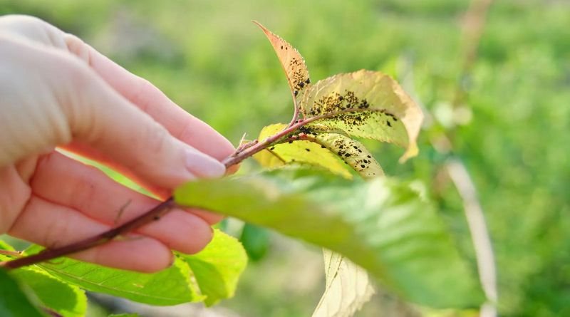 The Top 10 Garden Pests and How to Safeguard Your Plants